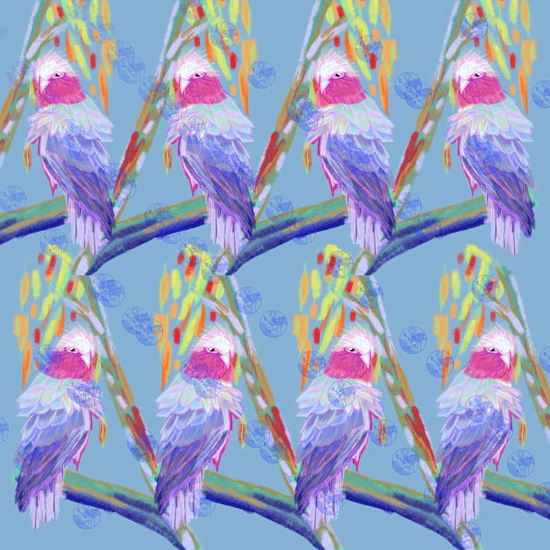 Things I Miss #1: Galahs
